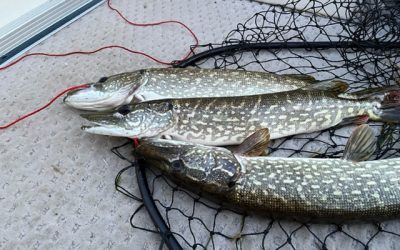 Big Mantrap Lake – Northern Pike Slot Limit
